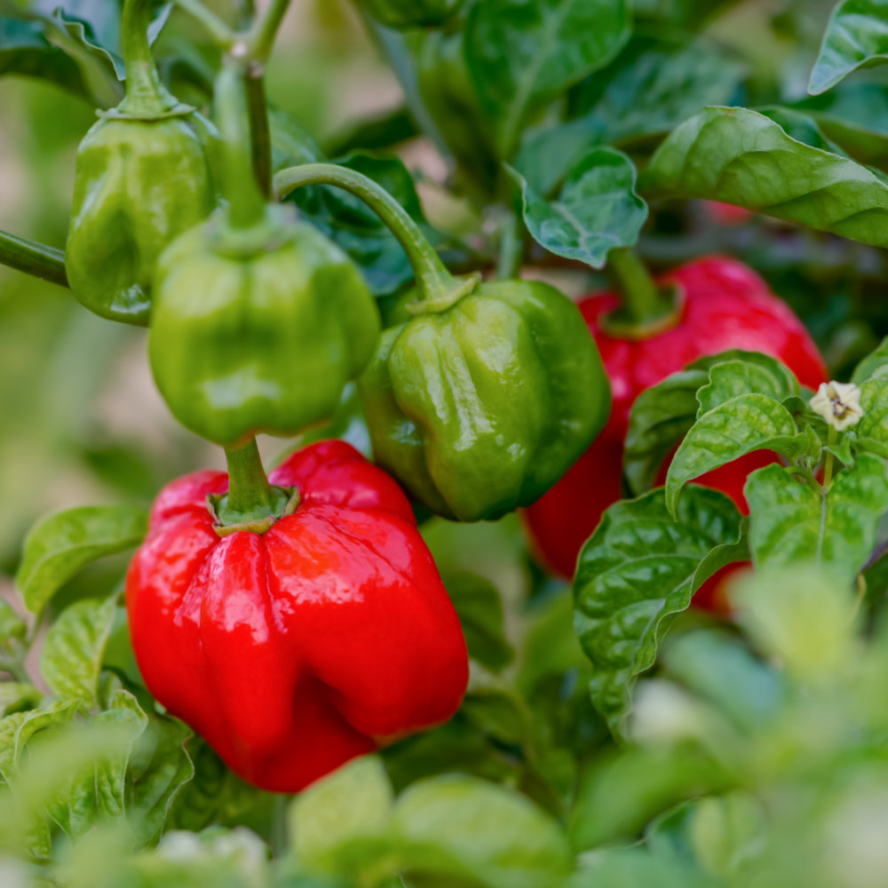 Chilli Scotch Bonnet Red